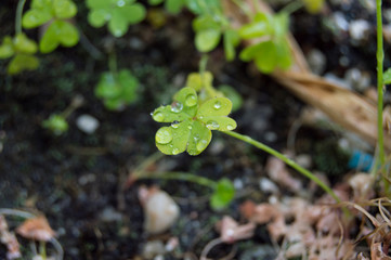 clover leaf with raindrops, isolated on a planter