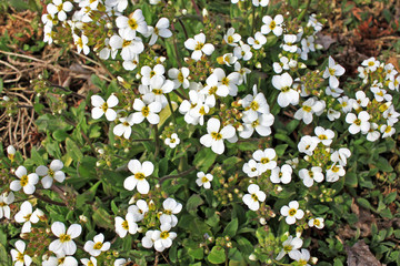 Arabis caucasica