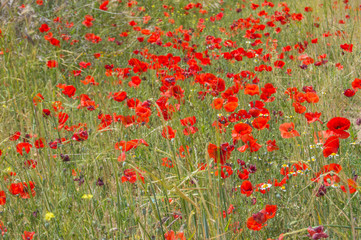 field with poppies in a place in the province of Toledo. Spain