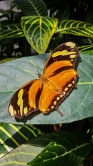 Schmetterling