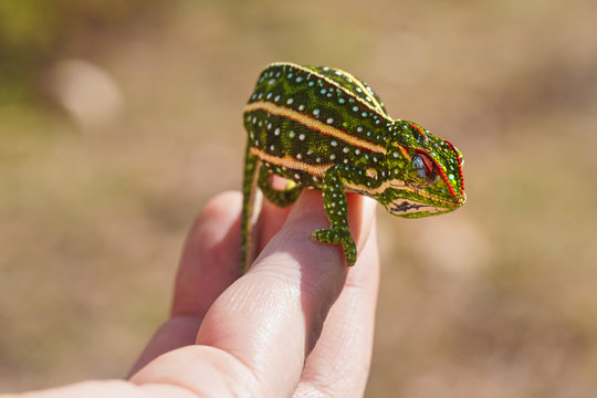 Tiny Jewelled Campan chameleon - Furcifer campani - resting on white man hand. Chameleons are endemic to Madagascar and can be seen in Andringitra National Park
