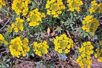 Alyssum