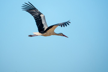 black and white stork flies close to a camera and the sky is blue