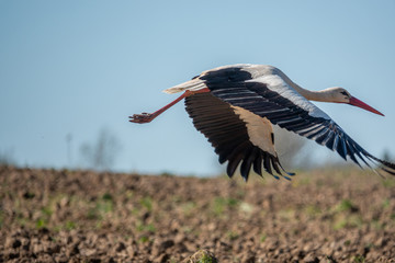 black and white stork flies close to a camera and the sky is blue