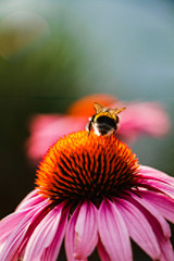 Pinkfarbene Blume mit Hummel