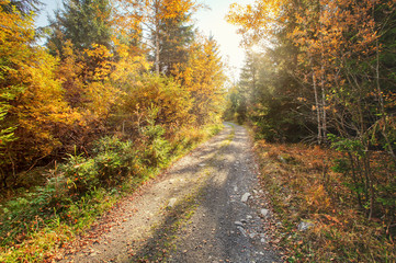 Dust and rock forest road, autumn coloured trees on both sides, sun backlight in background
