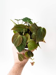 Philodendron Scandens Micans © Karsten Würth