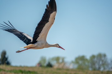 black and white stork flies close to a camera and the sky is blue