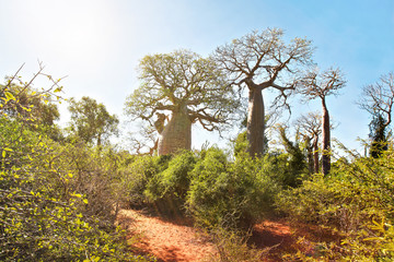 Obraz premium Forest with small baobab and octopus trees, bushes and grass growing on red dusty ground, strong sun backlight