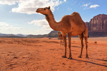 Group of camels, one large animal in foreground, walking on orange red sand of Wadi Rum desert, mountains background
