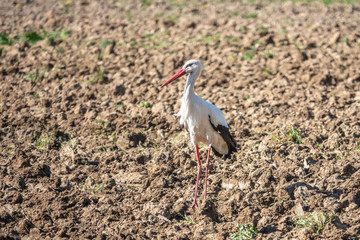  black and white stork stands on a field and looks into the camera