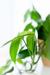 Epipremnum Pinnatum Cebu Blue