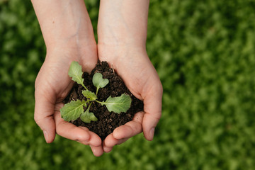 A man sits a ready sprout in the ground. Restoration of ecology. New world. Top view.