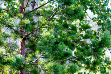Real nature backround: green spruce on a beautiful sunny summer day