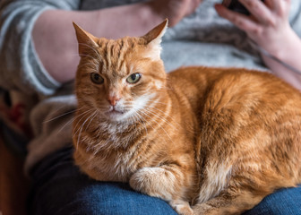 Fototapeta na wymiar red cat relaxing on someone's lap