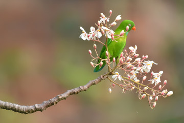 buds on a branch