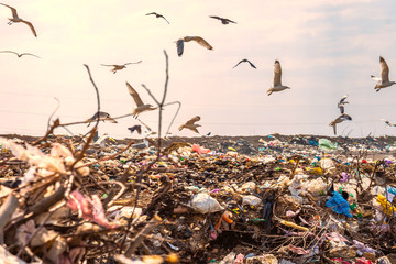 Contaminated city dumps. Heaps of garbage.