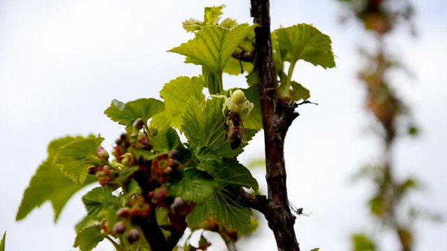 the yellow spider grasps and holds the bee in the currant bushes against a gray  sky. spider eating