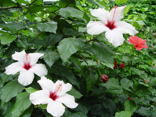 A white flower hibiskus with green leaves. © Mikołaj