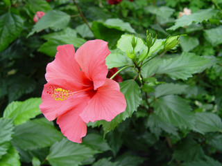 A red flower hibiskus with green leaves. © Mikołaj