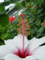 A white flower hibiskus with green leaves. © Mikołaj