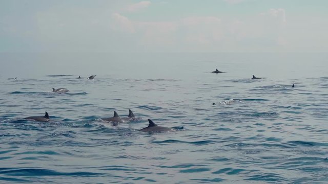 Stenellalongirostris dolphins jumping out of the water