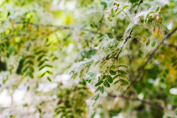 poplar fluff covers the leaves of trees