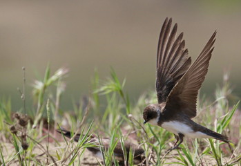 Swallow Sand Martin background, riparia riparia