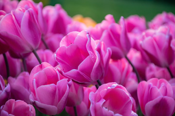Beautiful pink tulips with water droplets for background