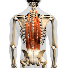 Erector Spinae Muscles in Isolation Rear View of Upper Back Human Anatomy - 341771004