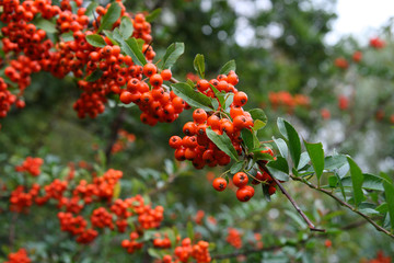
Plants in the spring garden