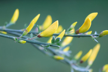Macro closeup of common broom (Cytisus scoparius), flowering twig on green background, copy space for text, springtime nature background