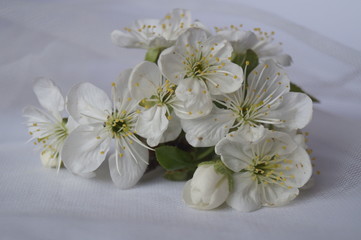 Naklejka na ściany i meble Spring branch with white flowers - cherry flowers