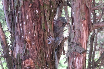 Close Up Of Baby Squirrel Climbing Tree (Right Side of Tree)