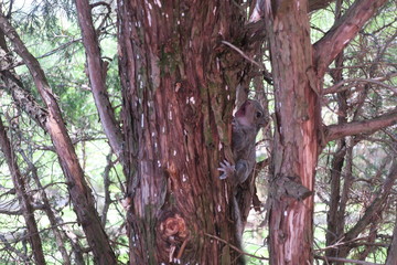 Baby Squirrel With Mouth Open On Side of Pine Tree