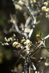 Makroaufnahmen von Waldblumen mit Tieren