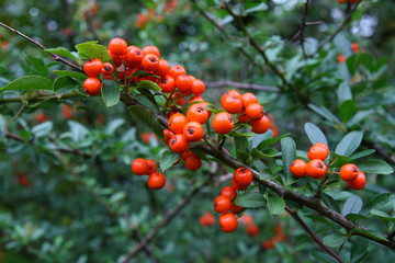 
Plants in the spring garden
