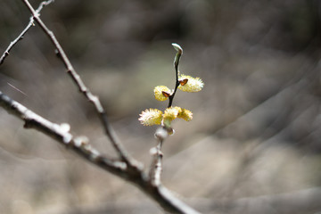 Makroaufnahmen von Waldblumen mit Tieren