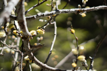 Makroaufnahmen von Waldblumen mit Tieren