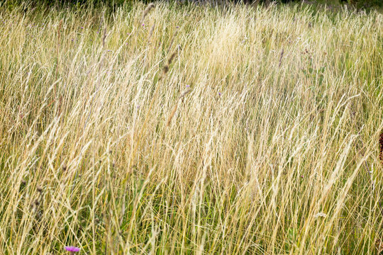 Blur In South Africa Abstract Grass Like Background Texture