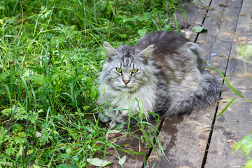 Naklejka na ściany i meble The Maine Coon is the largest domesticated cat breed