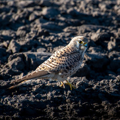 Kestrel