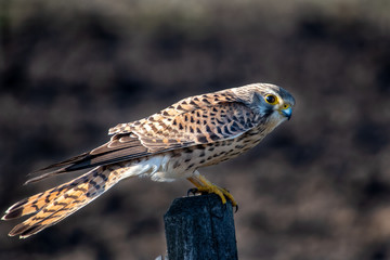 kestrel
