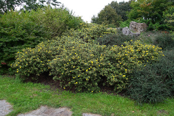 
Plants in the spring garden