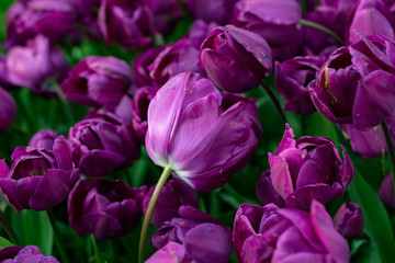 Beautiful purple tulips with water droplets for background