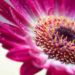 Obraz premium Gerbera
