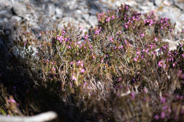 Makroaufnahmen von Waldblumen mit Tieren