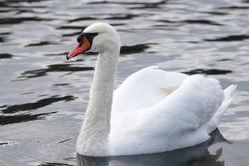 Schwan im Wasser