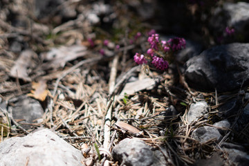 Makroaufnahmen von Waldblumen mit Tieren