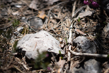 Makroaufnahmen von Waldblumen mit Tieren